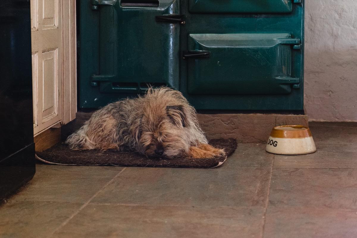 Elslack Wedding Farm Dog