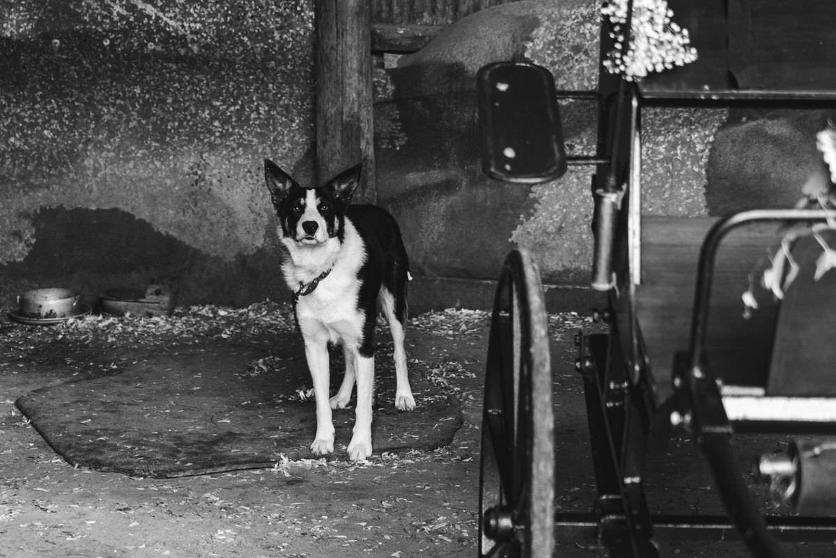 Elslack Wedding Farm Dog