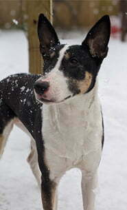 Millie Moo, our dog