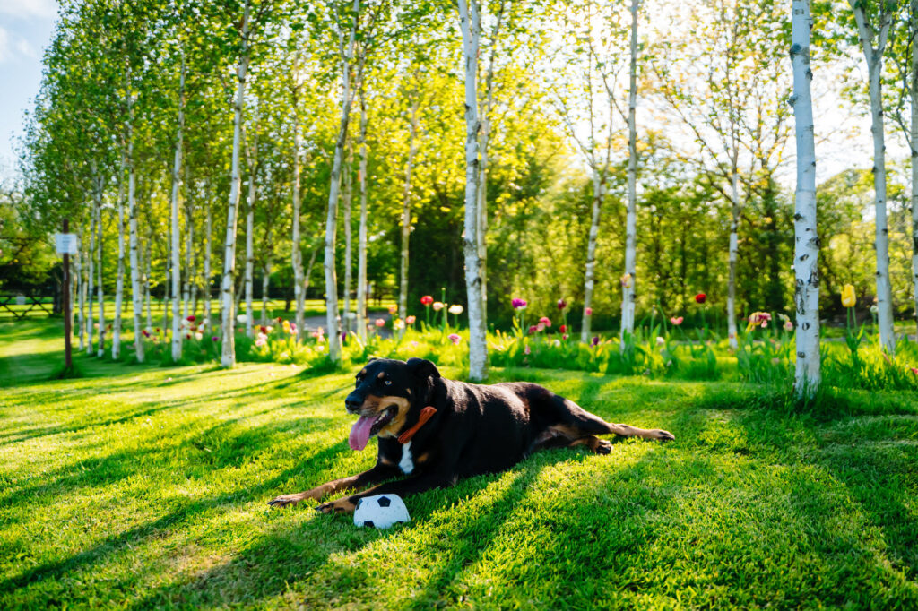 Dog with ball on grassy field