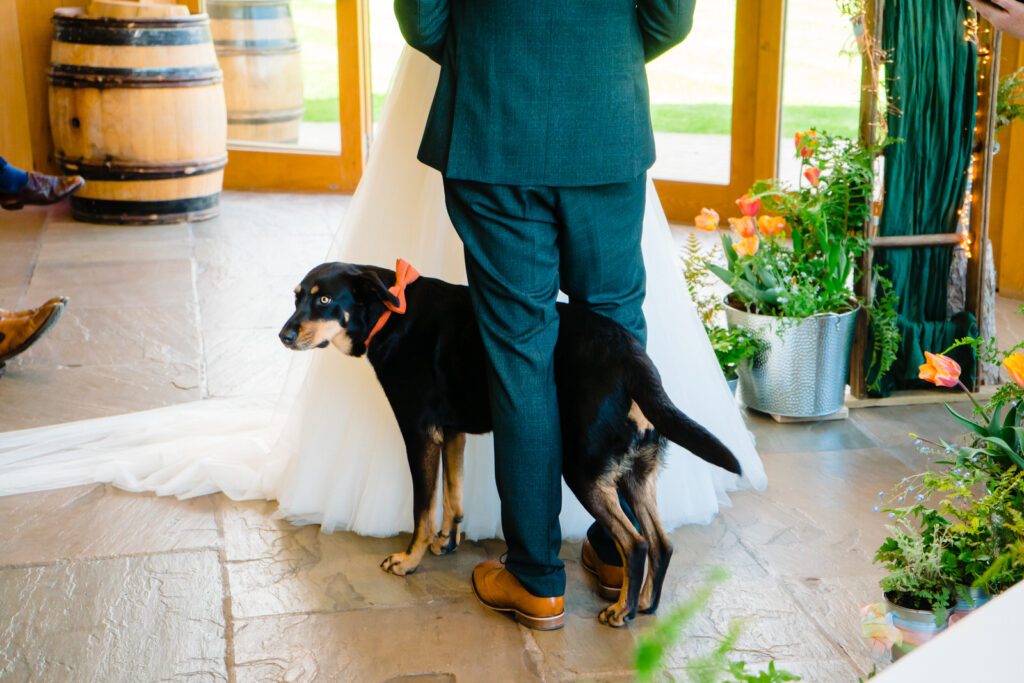 Dog with bow tie at wedding ceremony at The Out Barn.